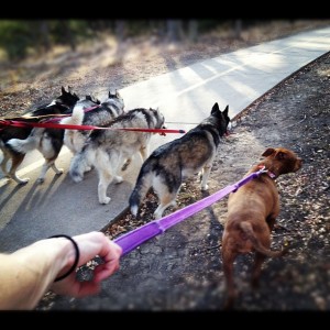 Psst- don't tell her that she is not a husky #gypsydogops #pack walk #Pit Bull