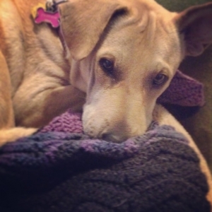 Number Two snuggling on her new handmade afghan from Auntie Susan. A dog's life... #gypsydogops #operationfloppyear #numbertwo #feraldogrescue #sleepytimedogs #howtodomesticateawilddogwithlove
